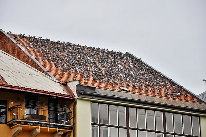 A2B Pest Control are able to install spikes to deter birds from roofs in Southend. 