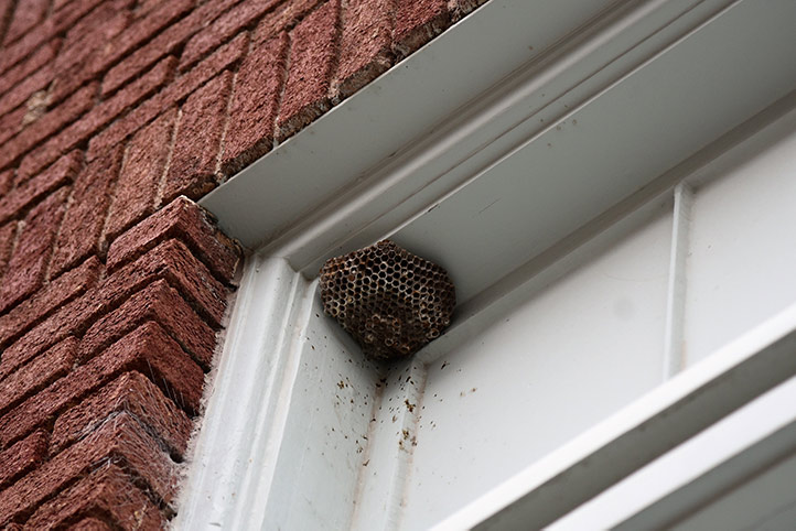 We provide a wasp nest removal service for domestic and commercial properties in Southend.